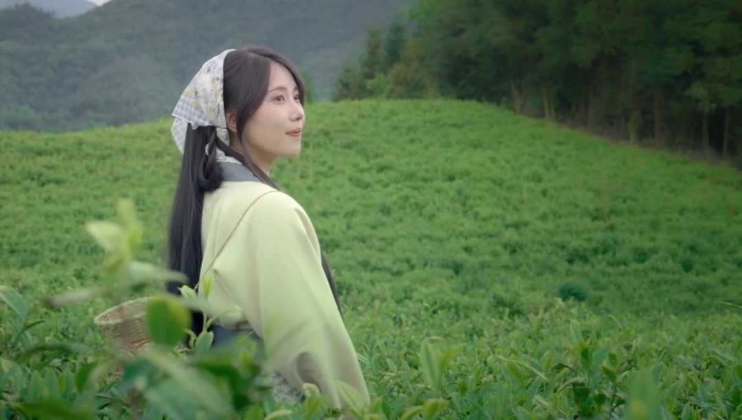 Spring splendor: white tea gardens in Ningxi