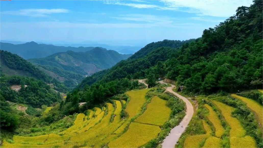 The yellow and green of Qiandao Lake, a harvest field in autumn