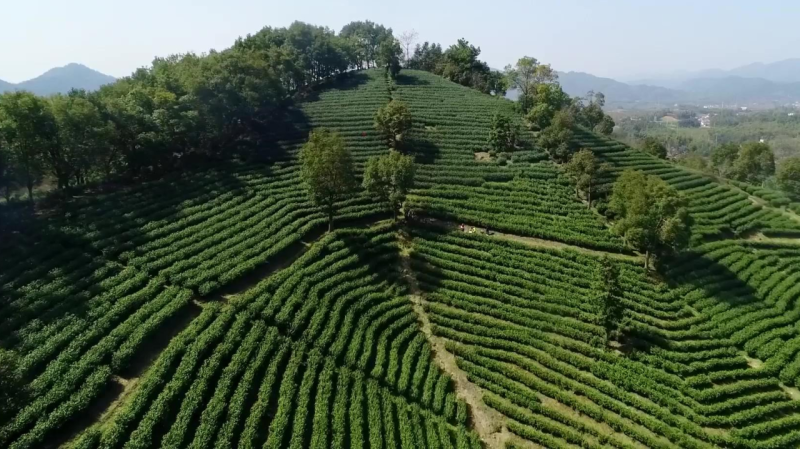 Let's get closer to the Anji County's tea garden with local primary students