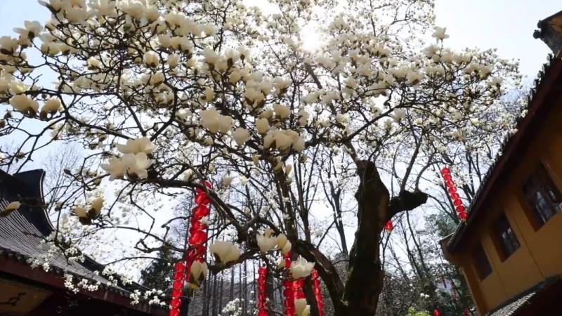 504-year-old yulan magnolia in Faxi Temple of Hangzhou in full bloom