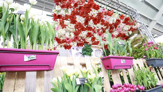 Global garden show highlights Haining's horticultural development