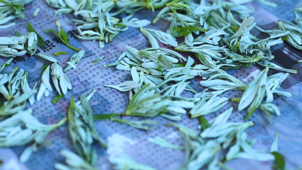 A sip of Shiai, a sip of Shengsi intangible cultural heritage