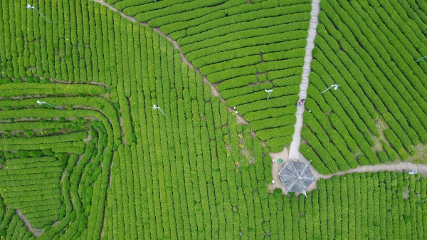Tour Zhejiang: Damushan Tea Garden in Songyang County