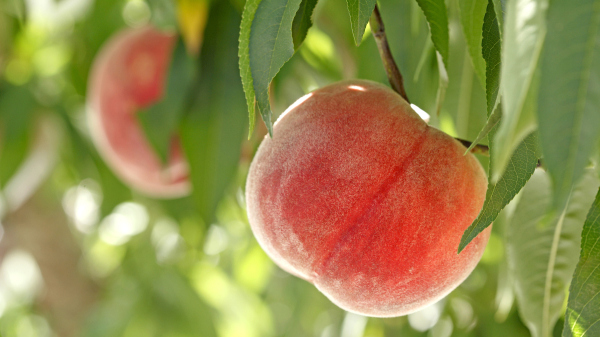 Fenghua Honey Peach