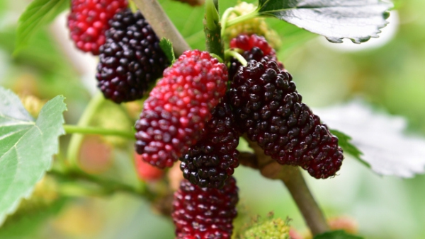 Sweet and juicy mulberry entering its harvest season