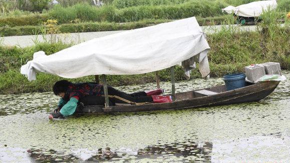 ZJ Cool Stuff: Villagers harvest water-shields in Hangzhou's West Lake