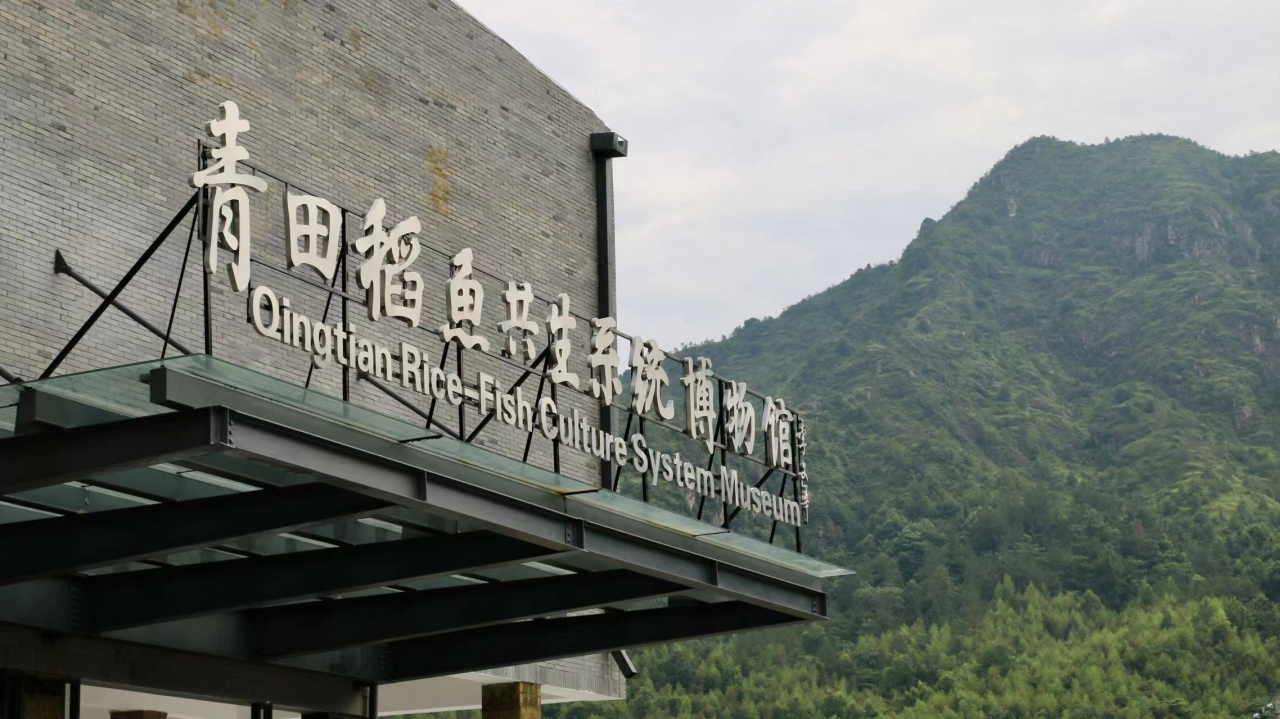 Come here to learn about the Qingtian Rice-fish Culture System