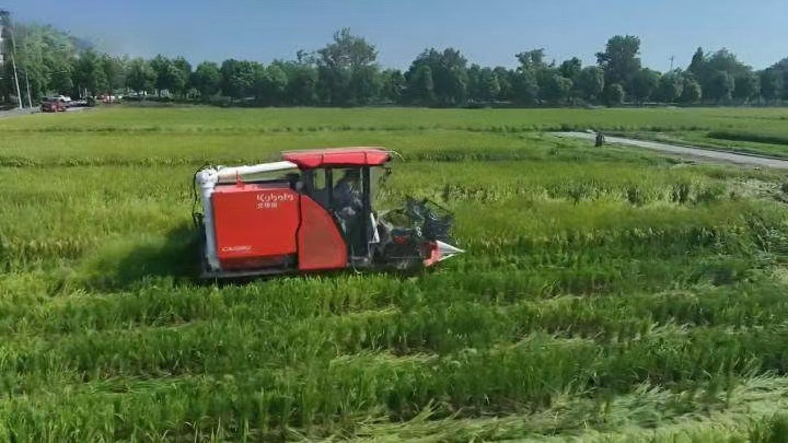 风物良渚①｜从稻作文明到稻田“黑科技”，余杭如何“慧”种地