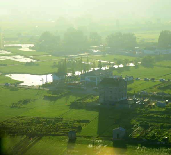 A good harvest for farmers丨Wenzhou Lucheng: Overlooking the rice fields in Tengqiao Town