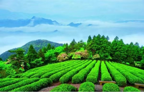 Tea: The glory of Mount Tiantai