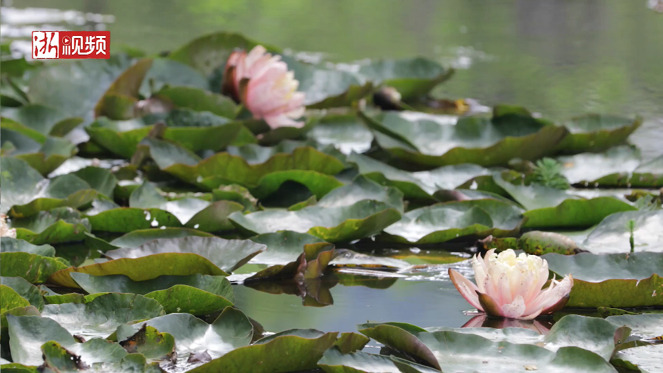 Water lilies out of Monet's Le Bassin aux nymphéas