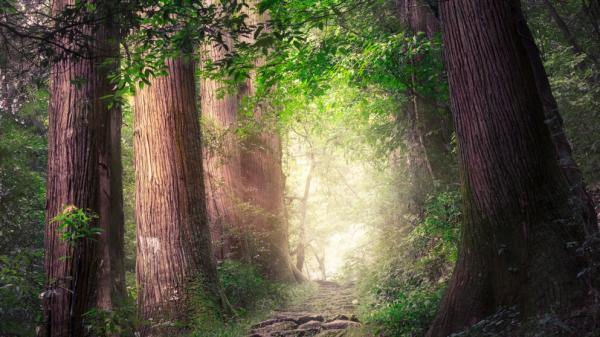 Zhejiang fairy tale forests straight out of a story book