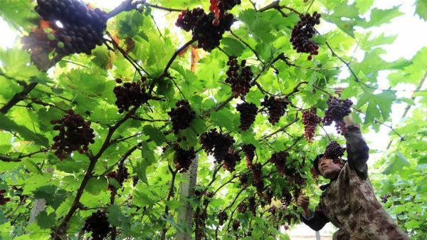 Traditional solar term Xiaoman greeted across China