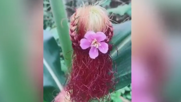 FUNNY! Corn braids show Chinese farmers' imagination