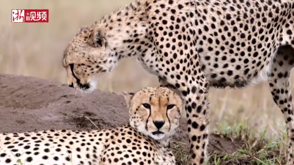 A gorgeous video that will transport you to the African savannas