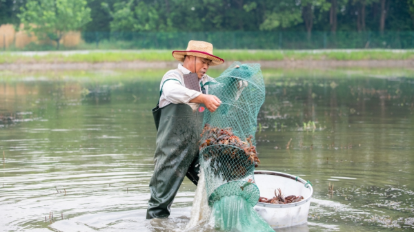 ZJ Snapshot: Crayfish aquaculture on Huzhou rice paddies  “浙”一瞬：稻虾共养进入捕捞旺季