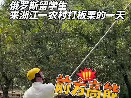 俄罗斯留学生在浙江农村打板栗的一天